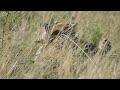 Cheetah gets emotional on a kill