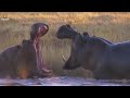 Ostrich Trapped by Clan of Hyenas | The Struggle of Animal Mothers | Nature and Animal Documentaries