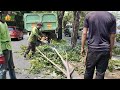 NYARIS TAK TERSELAMATKAN karena JATUHAN KAYU WARGA HISTERIS TEBANG POHON ANGSANA BESAR DI JALAN