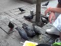 Colonel Kids in NYC with Pigeons
