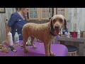 Cockapoo shavedown,cute dog #groomer