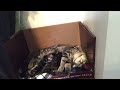 Our Kitten’s Kittens!!! (Time lapse)