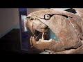 Journey Through the Age of Dinosaurs | World-Renowned Royal Tyrrell Museum of Paleontology【4K】