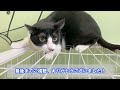 【奇跡】極寒の山奥で過剰繁殖してしまった猫が取った奇跡の行動とは…