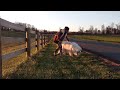 Walk on the Farm with Roman