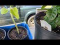 Episode 3, Big FAIL! coffee plant growing from seed