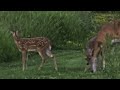 Momma Doe & the Twins: White-tailed Buck & Doe (2 years)