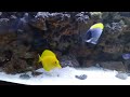 Feeding The Tank - Happy Tangs