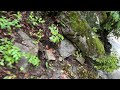 Spookiest Road in Great Smoky Mountains National Park    4K