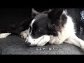 【#16】Aqueduct walking with Border Collie [English, Antique Living. vlog