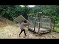 Build New Pens for Newly Captured Wild Boars | Family Farm