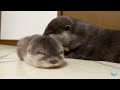 Baby Otter Complains in the Pool!