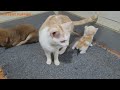 Angry Kitten Said To Mother Cat: Don't Move Me, I Want To Play With Puppy