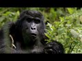 Gorilla Life: Inside the World of Earth's Largest Primates! #gorilla #animals #wildlife #trending