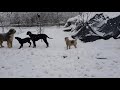 Baby doberman,malinois,labrador,fox terrier and carpathian shepperd enjoing a day in the snow