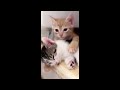 😂 Funniest Cats and Dogs Videos 😺🐶 || 🥰😹 Hilarious Animal Compilation №416