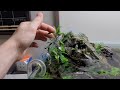 Rare Bucephalandra Unboxing + ADA 60F Update