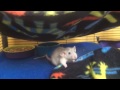 6 week old pet rats playing