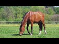 Horse eating grass