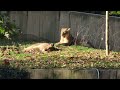 Smithaonian Zoo - Lionesses Sun Bathing