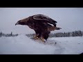 Golden eagle in Utajarvi, Finland.  Thanks to Eero Kemila.