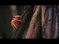 Tiny World in the Lush Rainforest | Wildlife Calm Music