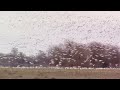 #thousands#of#snow#geese#come#in for #a landing#one million#