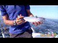 Tecnica di PESCA a TRAINA LEGGERA | Pesca dalla Barca TV