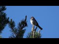 Brewer's Sparrow and Green-tailed Towhee Singing