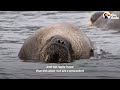 Wild Walrus Takes A Summer Vacation Across Europe | The Dodo Comeback Kids