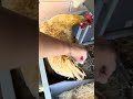 Everyone watches Meek Two lay an egg... #chicken #chickenegg