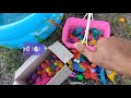 Find colorful cute chicks in cardboard, ornamental fish, turtles, betta fish, pop it.part211