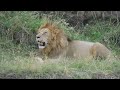 Too Intense | Sand River Lion Encounter Masai Mara