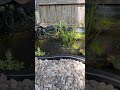 Relaxation Video by the Pond