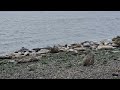 Rude Speedboat Disturbs Washington Harbor Seals - but just barely #nature #naturesounds