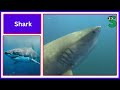 Sea Animals Name || Learn All Ocean Animal Names