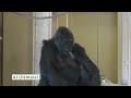 Silverback Gorilla Lost His Temper with His Son | The Shabani Group