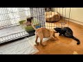 【子犬　保護　子猫】道端で保護した子犬　性格の違いが出てきました