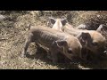 Newborn Mangalitsa cross pigs
