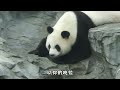 灵岩和姐姐阿杰五官长得一模一样，但是气质却大相径庭，阿杰有种皈依佛门的气质，灵岩却是个幽默风趣的搞笑男#大熊猫#大熊猫阿杰#大熊猫灵岩#熊猫 #panda #cute