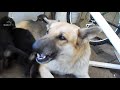 Mother Dogs Protecting Their Babies Compilation