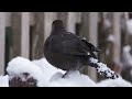 Relaxing Nature Sounds Sleep Meditation Relaxation Birds Singing