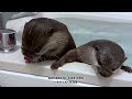 Otter Bath Time is Actually Hilarious