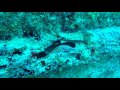 SCUBA DIVING SERIES  2~ Saint Martin ~ ROEQUOT Tug Wreck  ~ Best Diving Caribbean ~ WeBeYachting.com