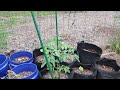 Hard Tomato pruning
