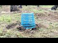 Easy Unique Underground Quail Bird Trap Using Paper Box And Deep Hole - Simple Quail Trap Work 100%