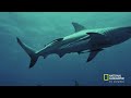 Los Tiburones Más Peligrosos del Mundo: ¡Descúbrelos! | Nat Geo en Español