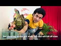 How to Clean Algae on Turtle Shell | How to shine turtle shell | Clean turtle shell | Healthy shell