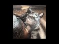 Jezzy the Cat Highlight Video