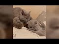 British Shorthair Kittens Playing - Cute and Adorable British Shorthair Cat Compilation